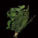 Herbes aromatiques BASILIC artificiel 25 cm