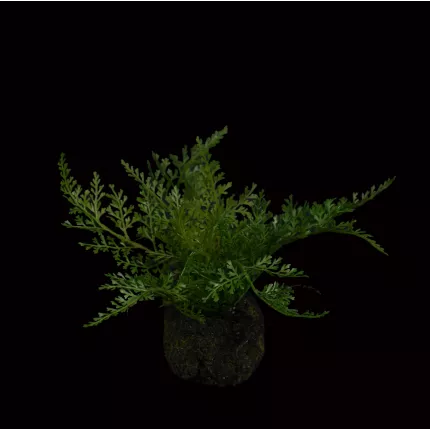 fougère en pot 32 cm modèle A