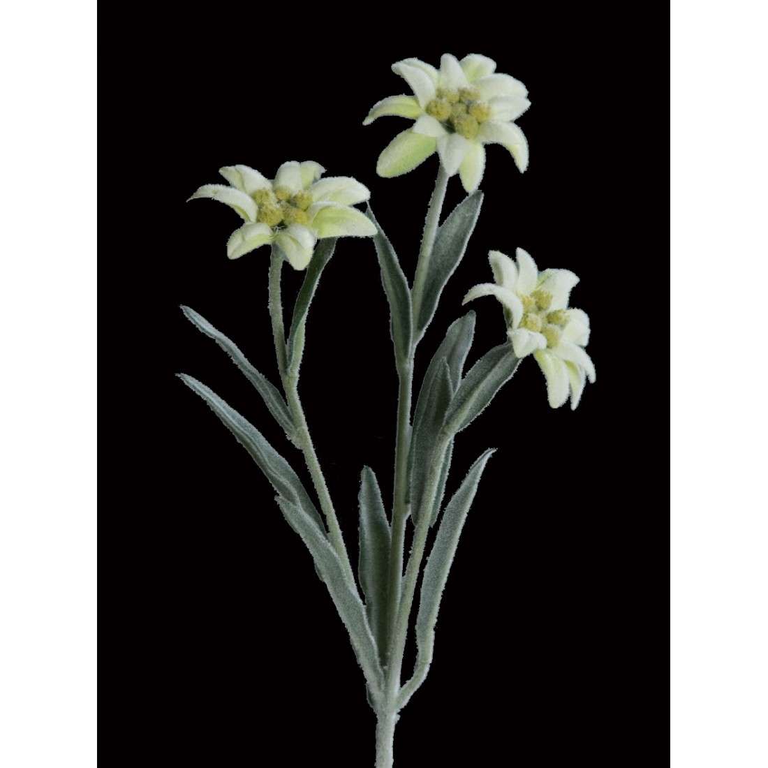 Edelweiss artificiel 30 cm - fleurs artificielles | Reflets Nature