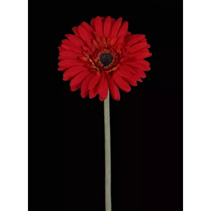 GERBERA artificiel rouge 64 cm