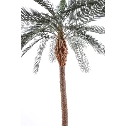 palmier PHOENIX artificiel tronc large  340 cm