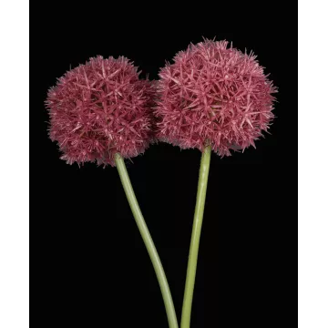 ALLIUM artificiel 67 cm