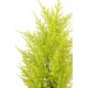 CYPRES artificiel MINI JAUNE VERT 55 cm ( Juniperus)
