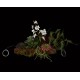 composition Phalaenopsis ORCHIDEE et SUCCULENTE artificielle sur socle 40 x 30 cm à suspendre ou à poser