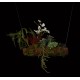 composition Phalaenopsis ORCHIDEE et SUCCULENTE artificielle sur socle 40 x 30 cm à suspendre ou à poser