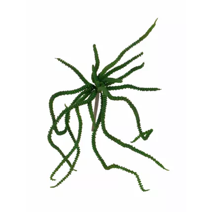 CRASSULA artificiel 30 cm