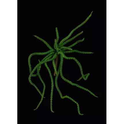 CRASSULA artificiel 30 cm sur fond noir