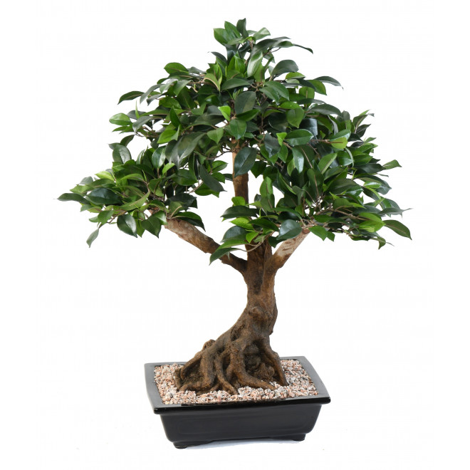 Ficus de Bonsaï artificiel de 50 cm en bol