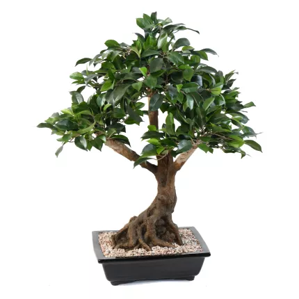 BONSAI artificiel FICUS  68 cm VERT