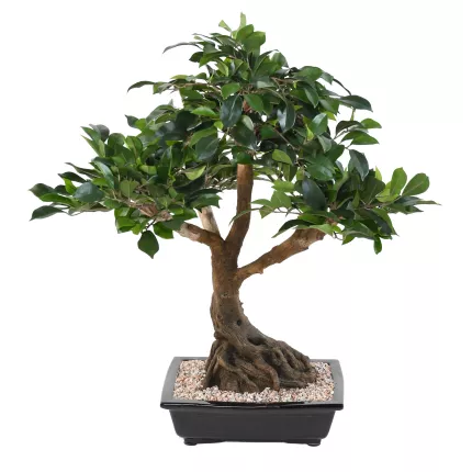 BONSAI artificiel FICUS  68 cm VERT de dos
