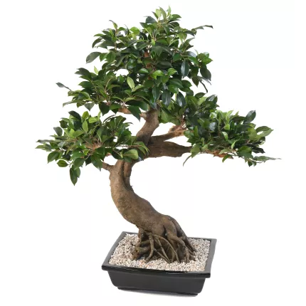 BONSAI artificiel FICUS en coupe 80 cm de dos