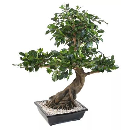 BONSAI artificiel FICUS en coupe 80 cm de profil
