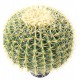CACTUS artificiel BALL diam 30 à 48 cm ou Golden Barrel Cactus
