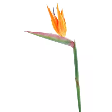 STRELITZIA ARTIFICIEL 90 cm ou bec d'oiseau artificiel