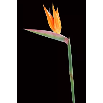 STRELITZIA ARTIFICIEL 90 cm