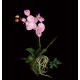 ORCHIDEE artificielle phalaenopsis sur motte 35 cm