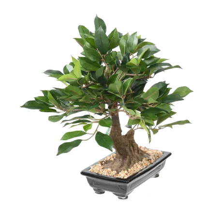 BONSAI artificiel FICUS  38 cm VERT de coté
