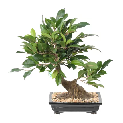 BONSAI artificiel FICUS  38 cm VERT de face