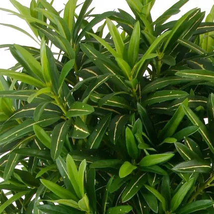 feuilles Croton artificiel GOLDFINGER Buisson 105 à 155 cm