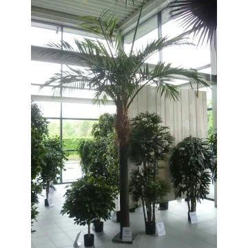 dans un showroom PALMIER  artificiel géant phoenix