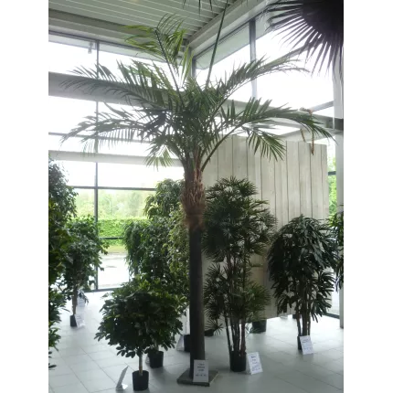 dans un showroom PALMIER  artificiel géant phoenix