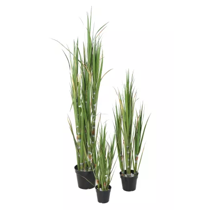 CANNE A SUCRE artificielle 75 à 180 cm