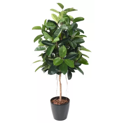 FICUS artificiel ELASTICA ou caoutchouc 180 cm en pot