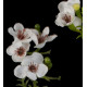 WAX artificiel ou fleur de cire 65 cm