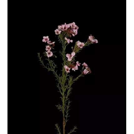 WAX artificiel ou fleur de cire rose 65 cm