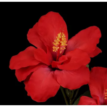 fleurs HIBISCUS artificiel 65 cm rouge