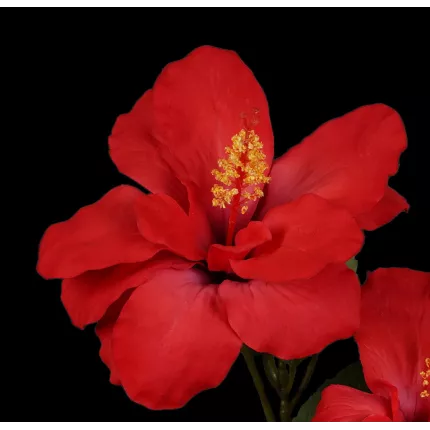 fleurs HIBISCUS artificiel 65 cm rouge