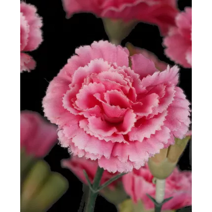 fleurs piquet OEILLET artificiel ou DIANTHUS artificiel rose 48 cm