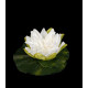 lotus flottant diamètre 10 cm