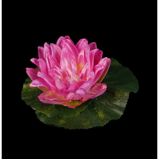 lotus flottant diamètre 10 cm