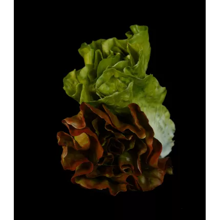 Salade LAITUE artificielle verte ou brune 16 cm