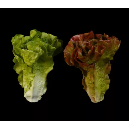 Salade LAITUE artificielle verte ou brune 16 cm