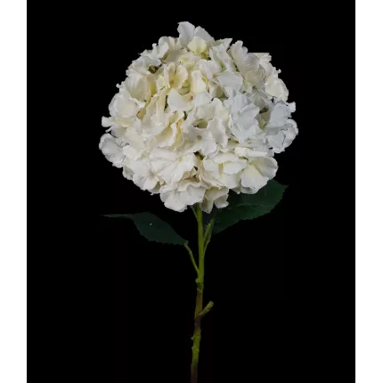 HORTENSIA artificielle 90 cm crème