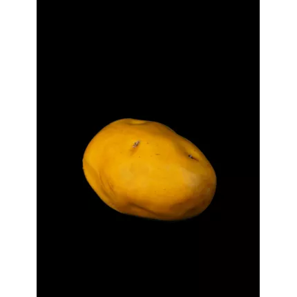 POMME DE TERRE artificielle 9 x 6.5 cm de face