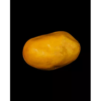 POMME DE TERRE artificielle 9 x 6.5 cm de dos