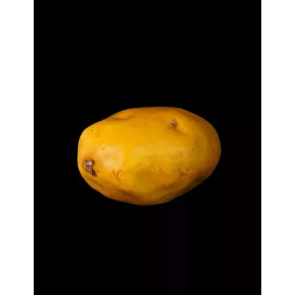 POMME DE TERRE artificielle 9 x 6.5 cm de coté