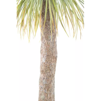 tronc AGAVE artificiel géant 240 cm