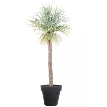 AGAVE artificiel géant 240 cm en pot