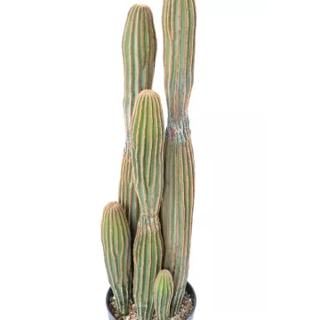détails CACTUS artificiel cierge 95 cm