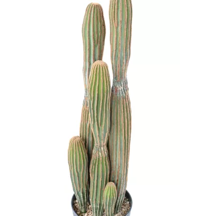 détails CACTUS artificiel cierge 95 cm