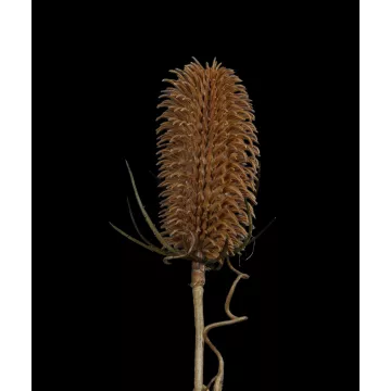 détails - CHARDON artificiel 110 cm esprit sec