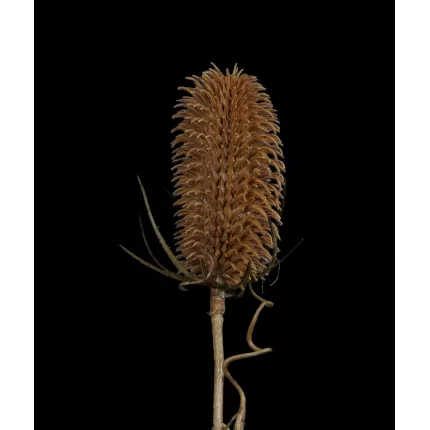 détails - CHARDON artificiel 110 cm esprit sec