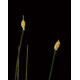 piquet HERBE Allium artificielle 77 cm