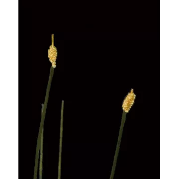 piquet HERBE Allium artificielle 77 cm détail