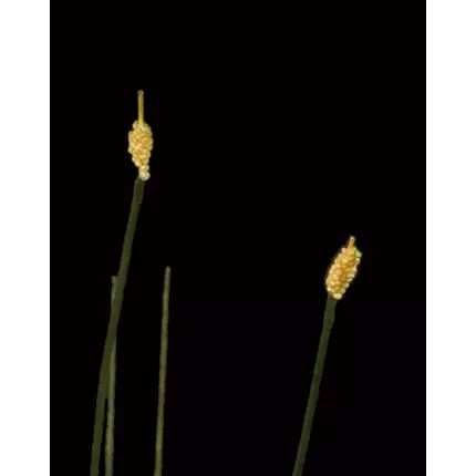 piquet HERBE Allium artificielle 77 cm détail