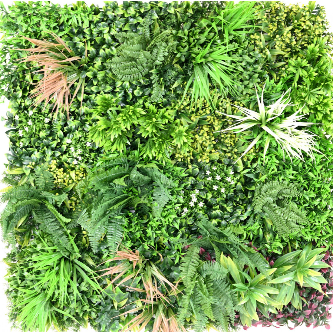 Mur vegetal h 100 x 100 cm - plantes et arbustes d'extérieur | Reflets  Nature